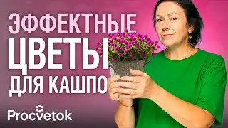 ШИКАРНЫЕ РАСТЕНИЯ ДЛЯ КАШПО! Каскады цветов и листвы в вашем саду