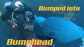 Same dive sites, new tools. Boga wreck and Drop off. Episode 414