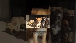 Pitsky puppies ! #shorts #viral #pitsky #husky #pitbull #subscribe #likeandsubscribe