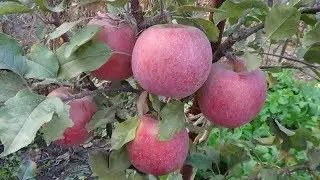 Яблоня Фуджи Кику 8