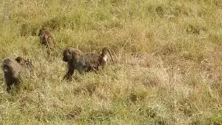 Baboon family in Kenya, Africa.