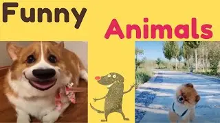 Best Of The 🐕2020 🐈Funny Animal Videos | Jchille Funny Hub