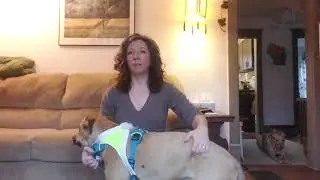 Noxgear Lighthound harness review