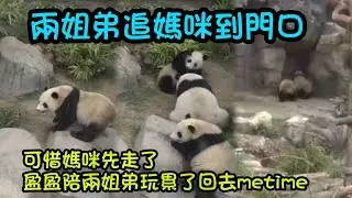 1月19日 盈盈陪兩姐弟玩到累了，只想回後捨自己靜靜，家姐細佬看到媽媽走，追到門口#大熊貓家姐細佬#大熊貓家姐細佬#大熊貓加加得得 #panda