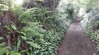 A Devon lane in May