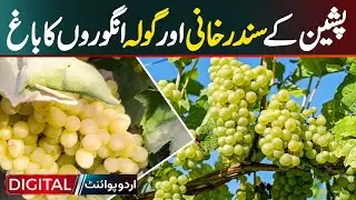 The Beautiful Garden Of Sundar Khani And Gola Grapes Of Pishin