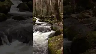 Winter In The Mountains-  Flowing Stream, Moss Coated Rocks