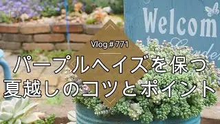 【Vlog771】【多肉植物】セダムパープルヘイズを保つ夏越しのコツとポイント【ダシフィルムリファレンス】