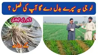 Unbelievable Wheat Growth! 🌾 3L Biotechnology + Micro Nutrients Result