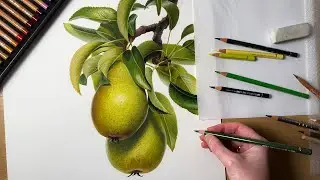 Drawing a Pear Branch In Colored Pencil | Botanical Drawing