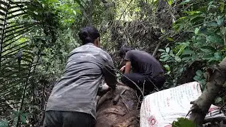 Nutritious food in rotting trunks, Survival Instinct, Episode 25