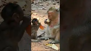 Baby monkey eating mango  #monkey #monkeyzone #babyprimate #animals #monkeybab #babyanimal #cute