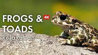 Frogs & Toads, Relaxing Music For Stress Relief