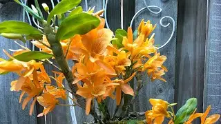 Dendrobium Stardust ‘Firebird’