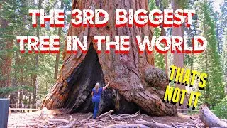 3rd Biggest Tree on Earth - Kings Canyon National Park - Part I