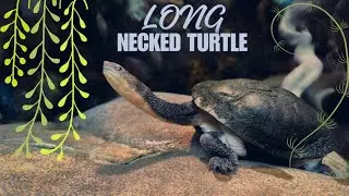 Snake Necked Turtle (Chelodina) aka Long Necked Turtle