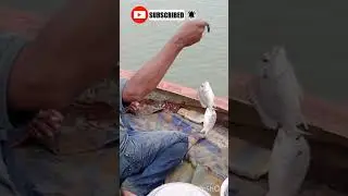 Karachi mangroves fishing 🎣 Pakistan New upload shot video rahre got #karachifishing #rahil fishing