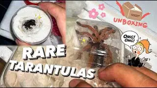 Unboxing 2 super RARE TARANTULAS here !!!