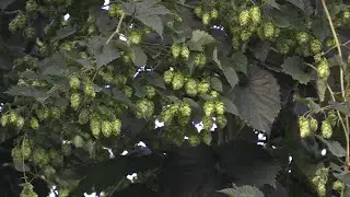 Life Slovenija - Primeri dobrih praks LIFE projektov v Sloveniji (LIFE BioTHOP)