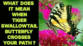WHAT DOES IT MEAN WHEN A TIGER SWALLOWTAIL BUTTERFLY CROSSES YOUR PATH ?