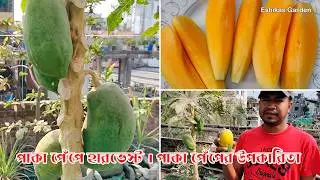 পাকা পেঁপে হারভেস্ট | পাকা পেঁপের উপকারিতা | পাকা পেঁপে খাওয়ার উপকারিতা #eshikasgarden #viralvideo