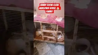 Autumn Bunny Room Makeover 🍂🐇|Cozy Clean Chillmood | House Rabbit #cutepet #pet #petrabbit #bunny