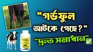 গর্ভফুল আটকে গেলে কী করবেন? | Uteron Vet এর সঠিক ব্যবহার জানুন | veterinary tips Bangla 