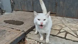 A Very dirty but cute white street cat.