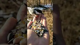 #Person Feeding a Bird #shorts