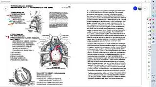 Anatomy Coloring Book page pg 103 mediastinum walls heart coverings