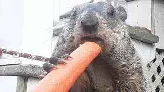 Buttercup Says Can You Hold The Carrot Kind Hooman 🥕🐾 #groundhog #baby #cute #adorable #asmr #carrot