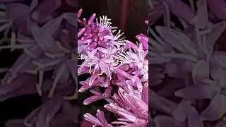 483.My Exptl Lrng: Mutualism -The best amongst Relationships in Nature.Moments with Cordyline blooms