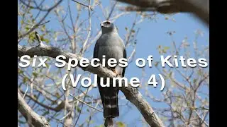 Six Species of Kites (Volume 4)