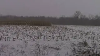 Heavy Snow in Standing Corn