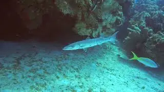 Shore dive at Eden Rock and Devil&rsquo;s Grotto, Grand Cayman