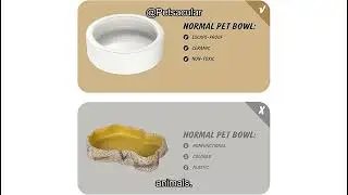 Reptile Food Dish Bowl Review: Is It Worth It for Your Lizard, Gecko & Small Pets?
