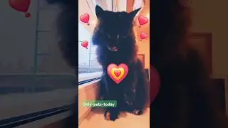 🫢 Cat vs. Technology ❣️ The Purrfect Phone Fail 🐈&zwj;⬛🐾😸
