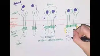 Tyrosine Kinase Mechanisms and Roles in Cancer