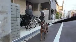 Heartwarming City Walk with My Hound-Like Chinese Rural Dog