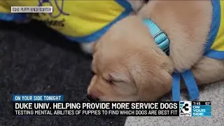 Duke university helping provide more services dogs