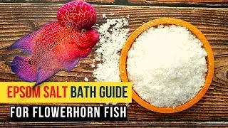 Epsom Salt Bath Guide for Flowerhorn Fish - must watch