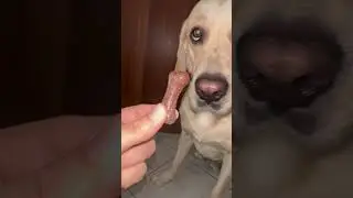Patience test: Labrador & Beagle edition 😅 #labrador #beagle #dog #puppies