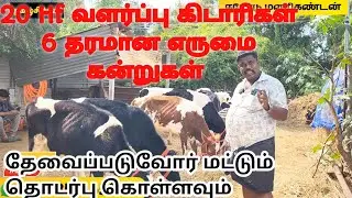 20 HF வளர்ப்பு கிடாரிகள் விற்பனைக்கு/6 தரமான எருமை கன்றுகள் விற்பனைக்கு #cow #bufflo