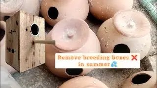 Remove Parrots breeding boxes In summer | Love birds summer care
