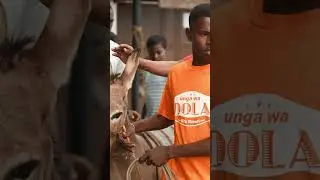 Dola Lamu Donkey Race Competition 2023