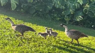 Adorable baby Nēnē goslings at golf course on Kauaʻi in Hawaiʻi
