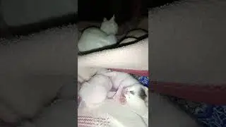 قرآن وقطط =راحة نفسية 🥰