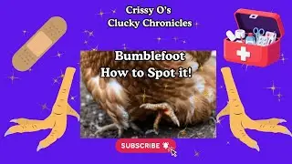 What is Bumble Foot and How to Spot it? #bumblefoot #chickenfoot