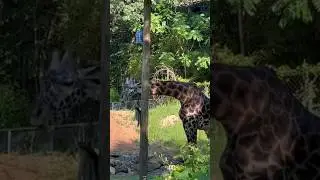 GIRAFFE 🦒 | Greenville Zoo #greenvillesc #zoo #giraffe #yeahthatgreenville #southcarolina #wildlife