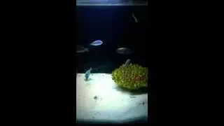 Powder blue tang doing laps